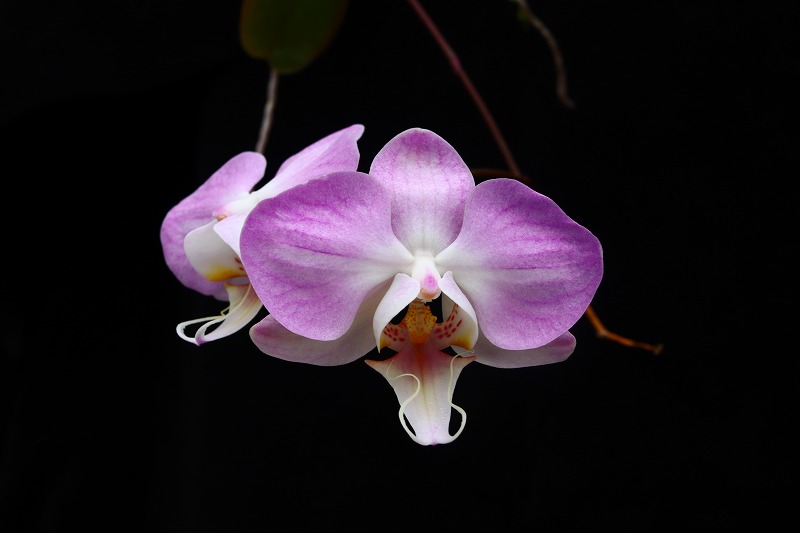 NK】 (@nknk81191345) / Posts / X