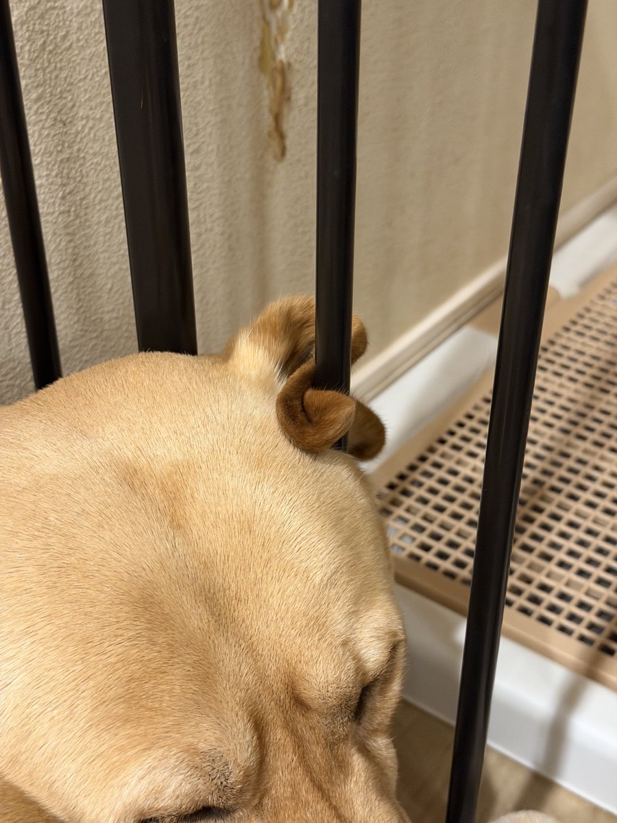 ラブラドールの横綱 (@yokozuna_lab) / Posts / X