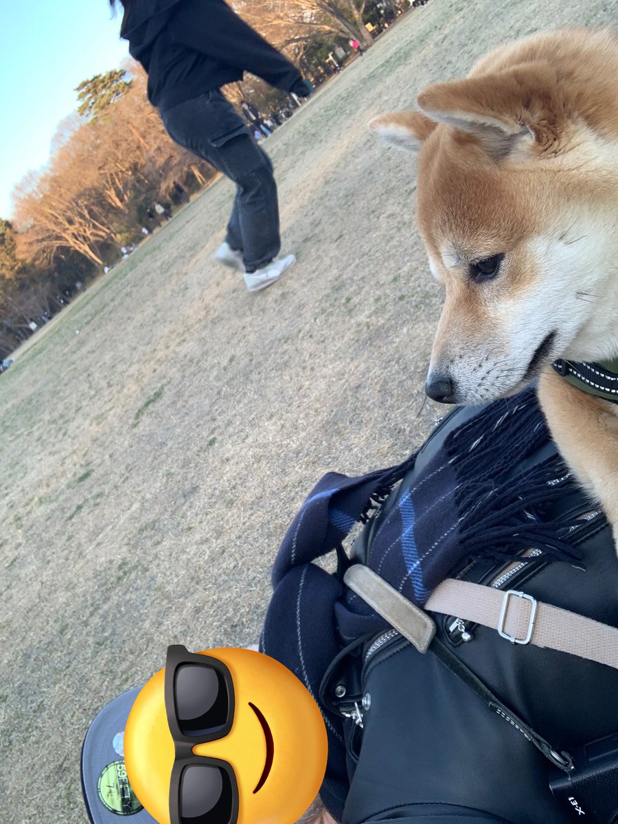 豆柴豆吉 (@mamekichi0620) / Posts / X