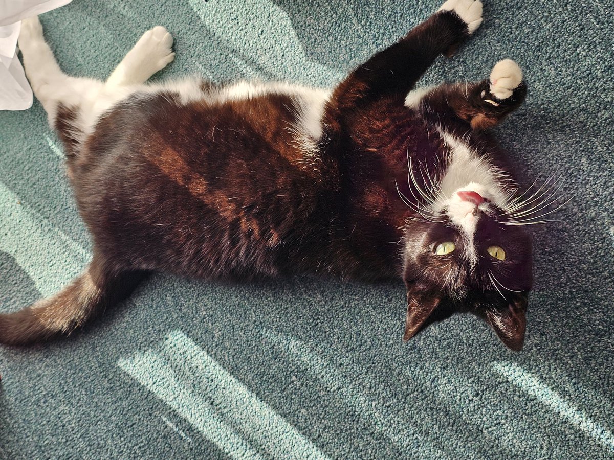 VTuber vs The Animal

Featuring my goofball cat Pandora!