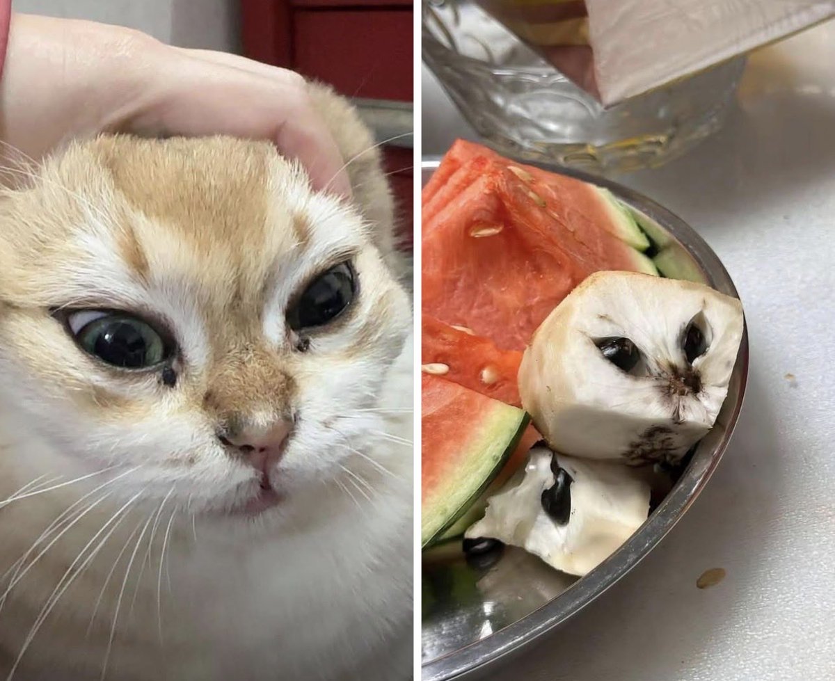 Post by 0samasa a.k.a.魅吐混怒痢亜 on X: 瓜は5つ