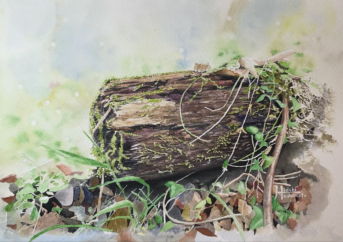 過去作を載せて振り返る #水彩画 朽木好きじゃなぁ、、 なーんかカッコ