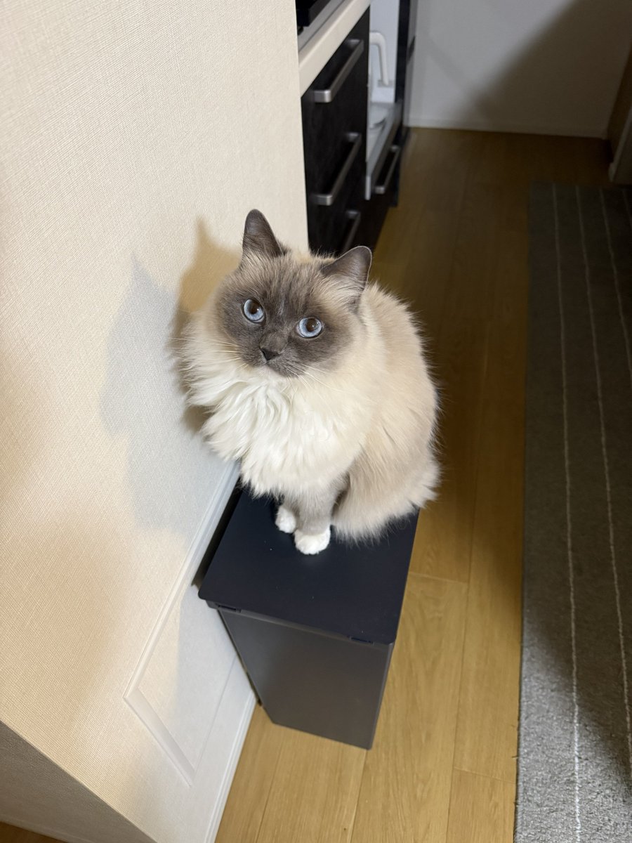 🐱ぽもち🐱 tweet media