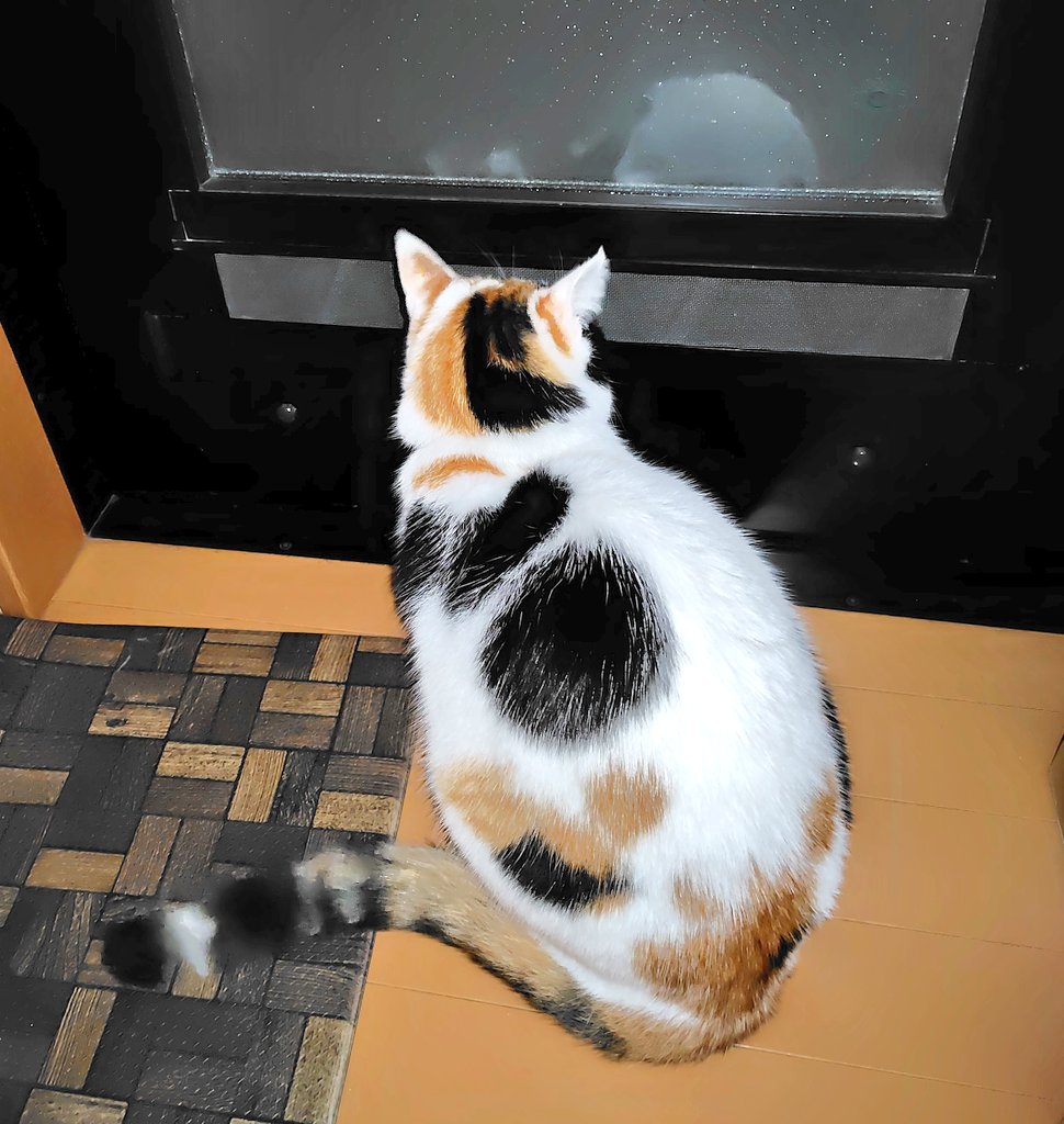 Post by neko-shirotora🐾 on X: #ニャルソック