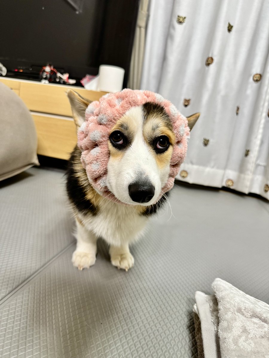 まろ眉のコパン (@kopant17) / Posts / X