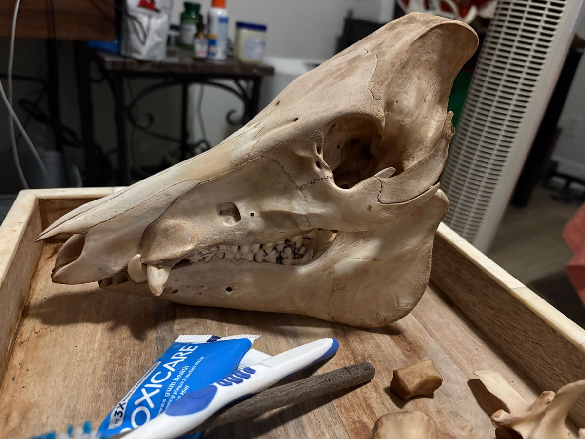 Looking better every day. Still going back to find the rest of him or it's spirit won't find peace and i'll have a boar haunting my house