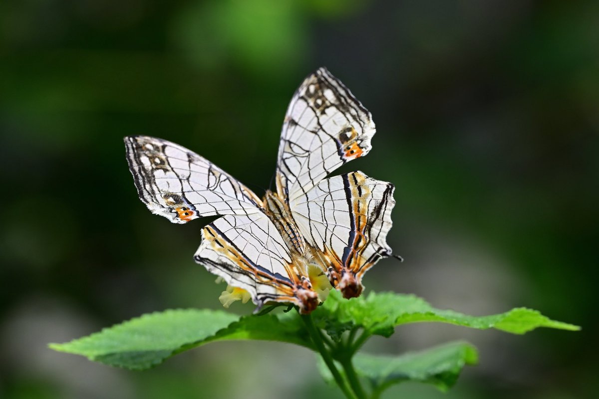 イシガケチョウ🦋🤗🦋2025.3 蝶の温室・多摩動物公園 #nikonz #昆虫
