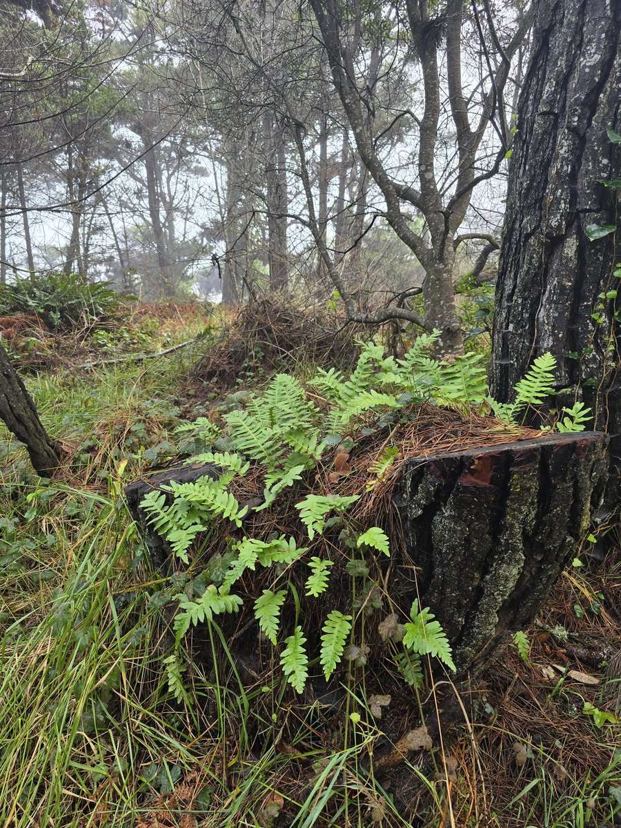 GraceIsMyAnchor's tweet image. A few random photos from my visit to the botanical gardens in fort Bragg this morning. Fort Bragg California.