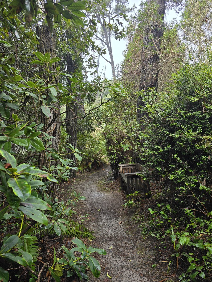 GraceIsMyAnchor's tweet image. A few random photos from my visit to the botanical gardens in fort Bragg this morning. Fort Bragg California.