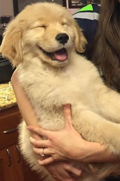 EU AMO OS ANIMAIS ♥️🐕 tweet media