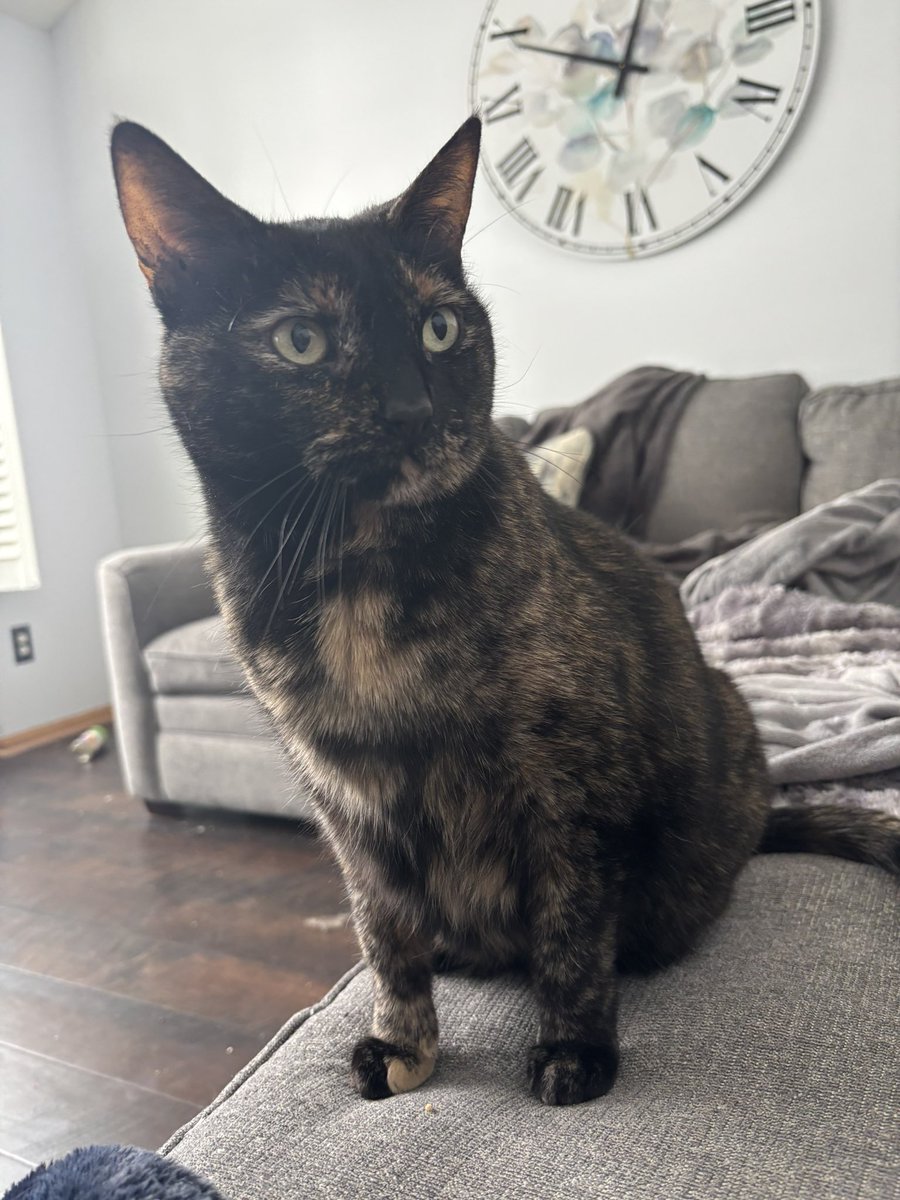 Little cat tweet media