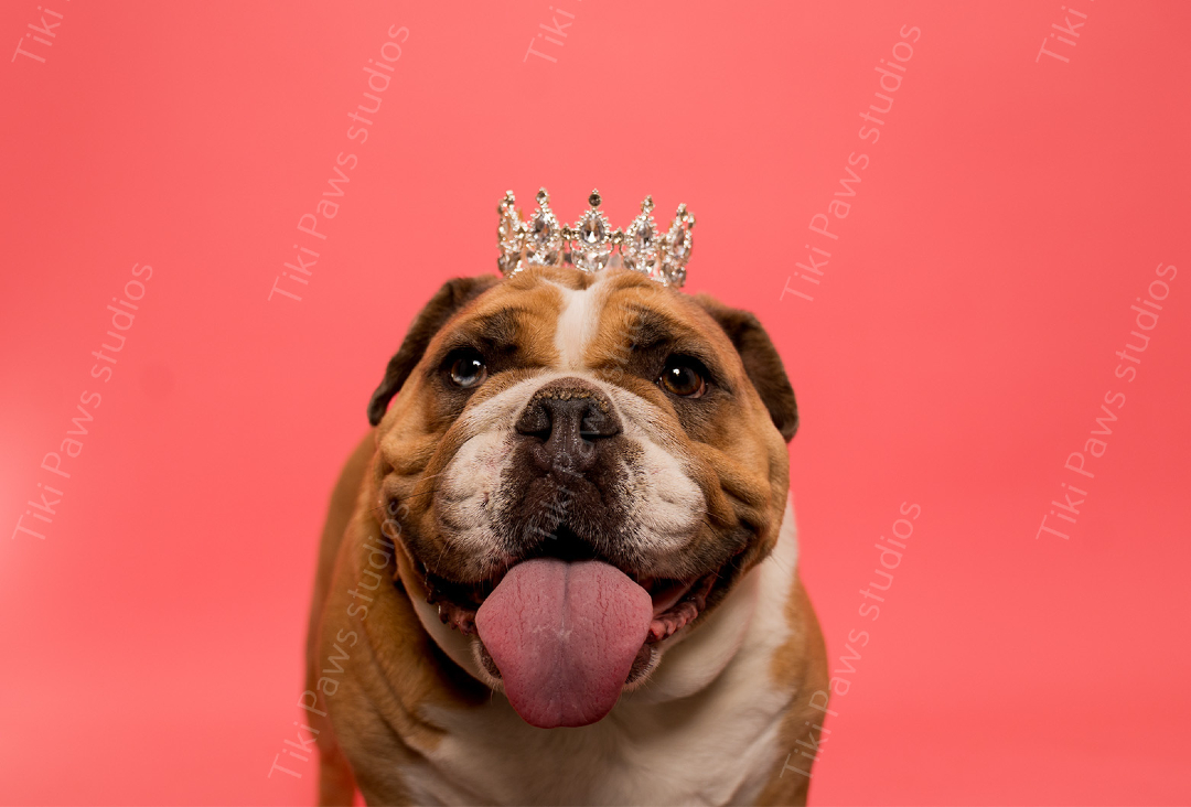 tiki_paws's tweet photo. Bow down to the reigning champ of cuteness! This bulldog is living its best royal life, crown and all. 👑🐶 Who says you can't be majestic with your tongue out?

 #TikiPawsStudios"#BulldogRoyalty #CuteDog #DogCrown #PetPhotography #FunnyDogs #DogsofInstagram #ViralPets #ShallotteNC #DogLovers #Pawfect #AdorableAnimals #TikTokDogs #InstaPets #PuppyLove #RoyalPup