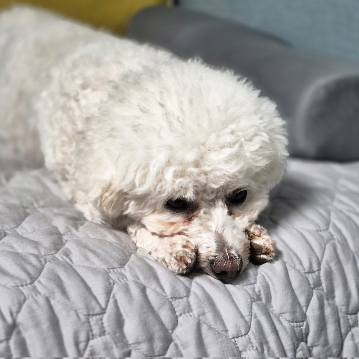 여러분 우리 강아지 보세요.