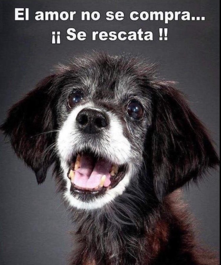 No olviden esto nunca jamás! El amor no se compra! Los perritos 🐶 son familia,son amores eternos! Entonces conclusión, el amor no se compra! Adopta , no compres! RT🥰🫶