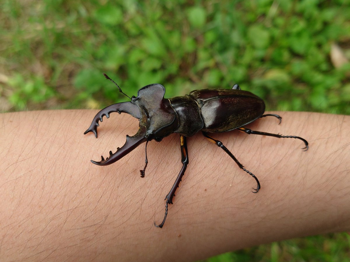 29.立派な王冠宿した新潟産ミヤマ。 これでも70mm行かんとは…。（確か