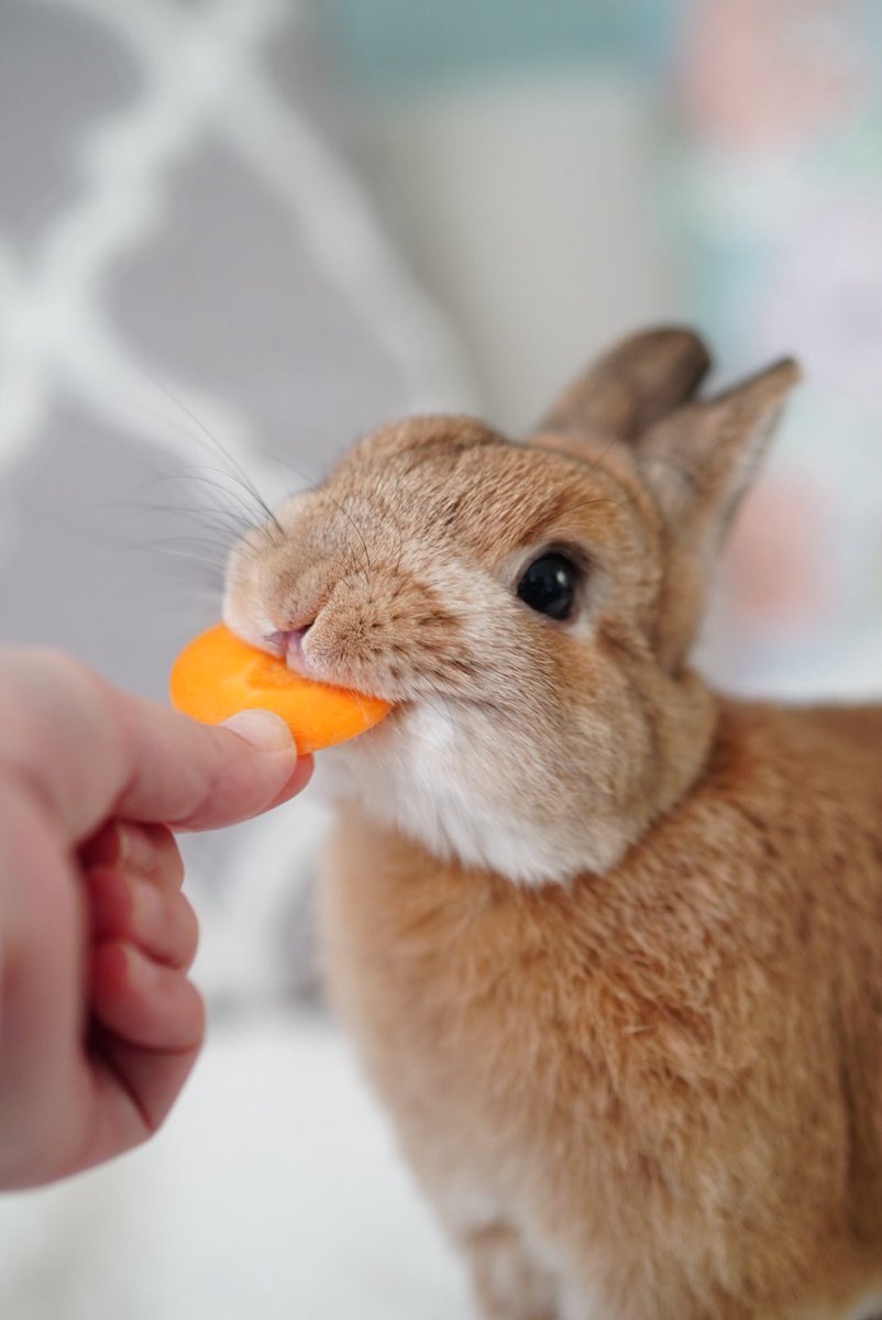 チビ太(CHIBITA🐰)のママ太 (@piccolocibi) / Posts / X