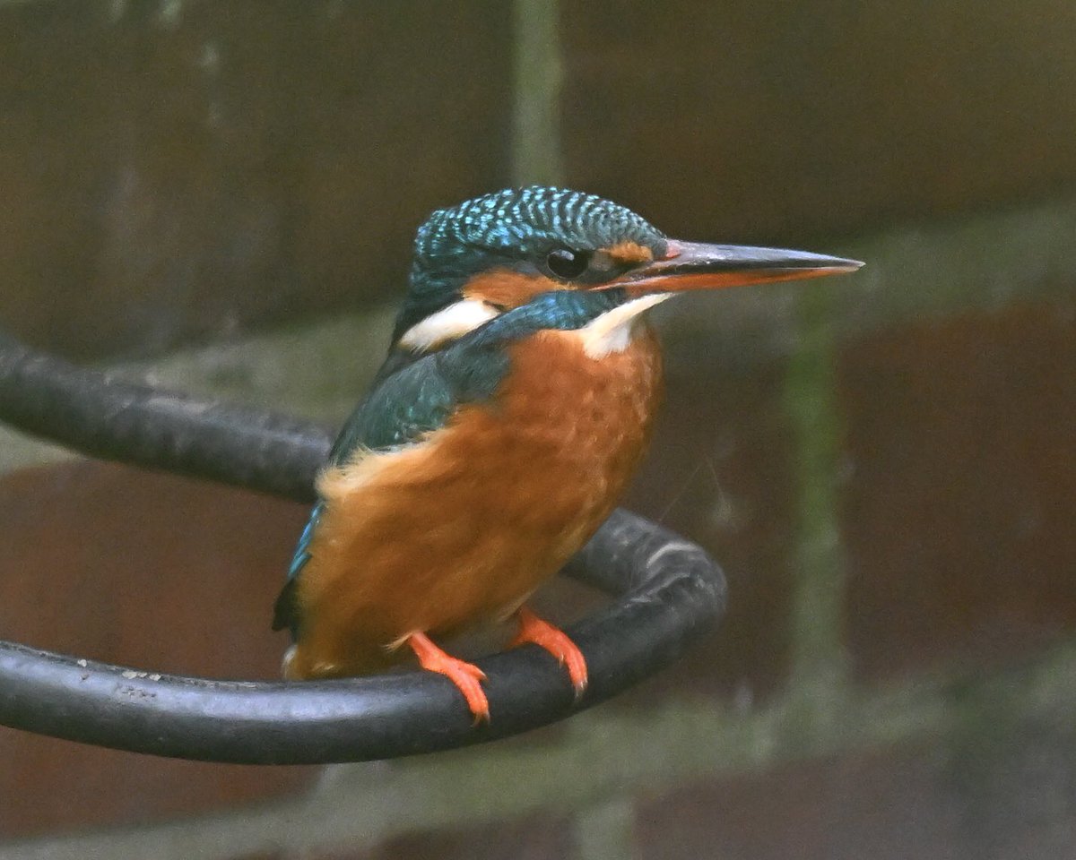 David Rouse 🍃💚🍃 tweet media