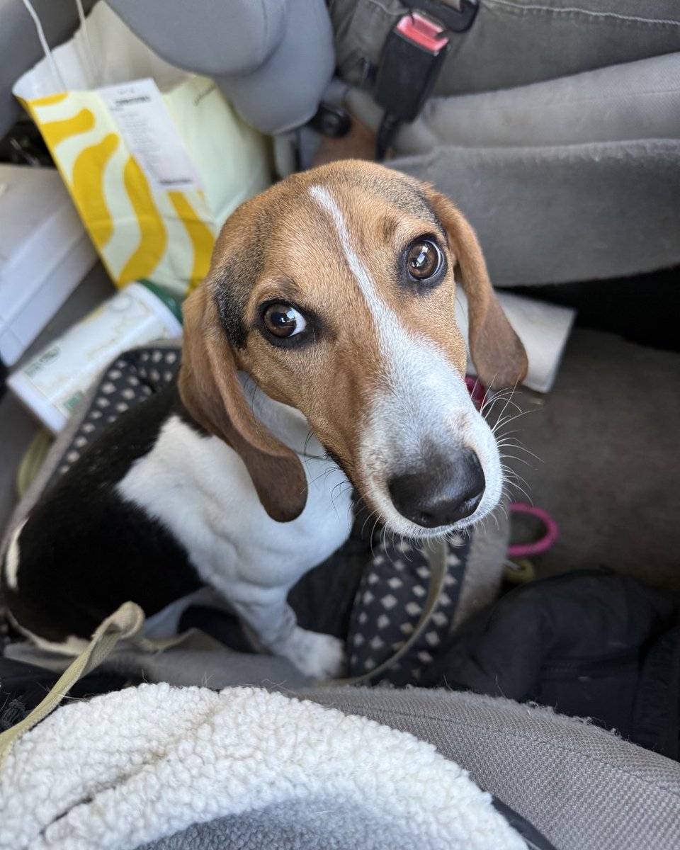 Beagle Freedom Project tweet media