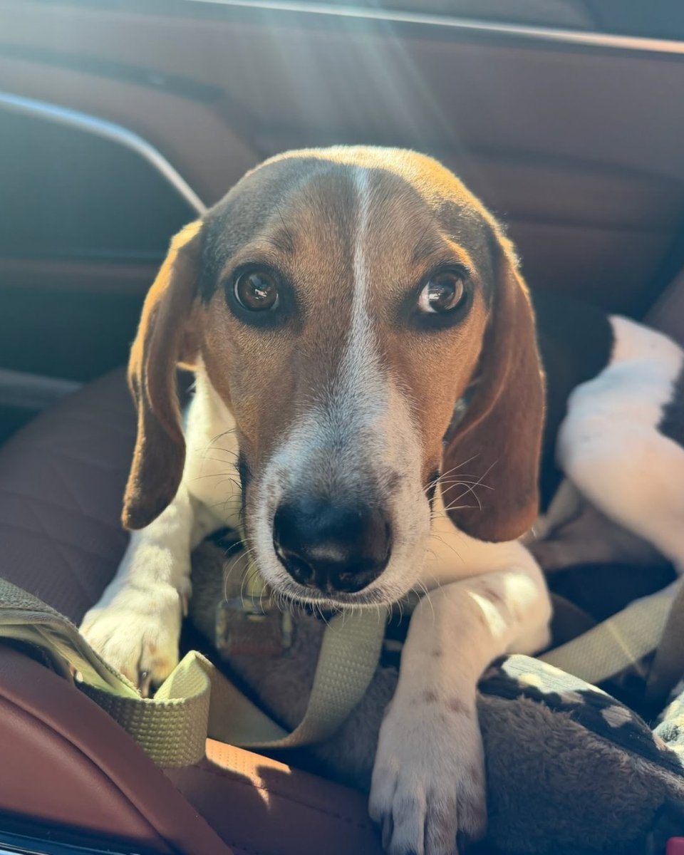 Beagle Freedom Project tweet media