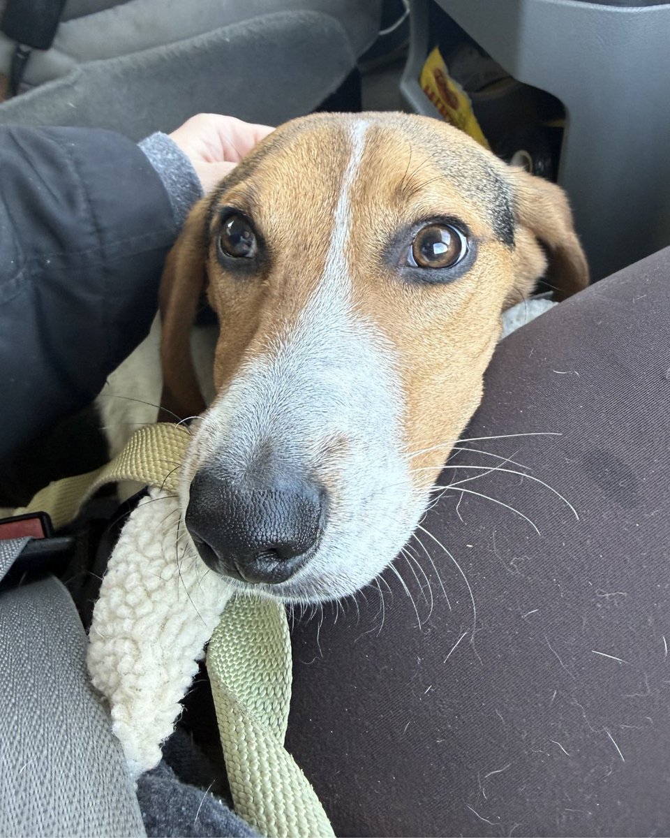 Beagle Freedom Project tweet media