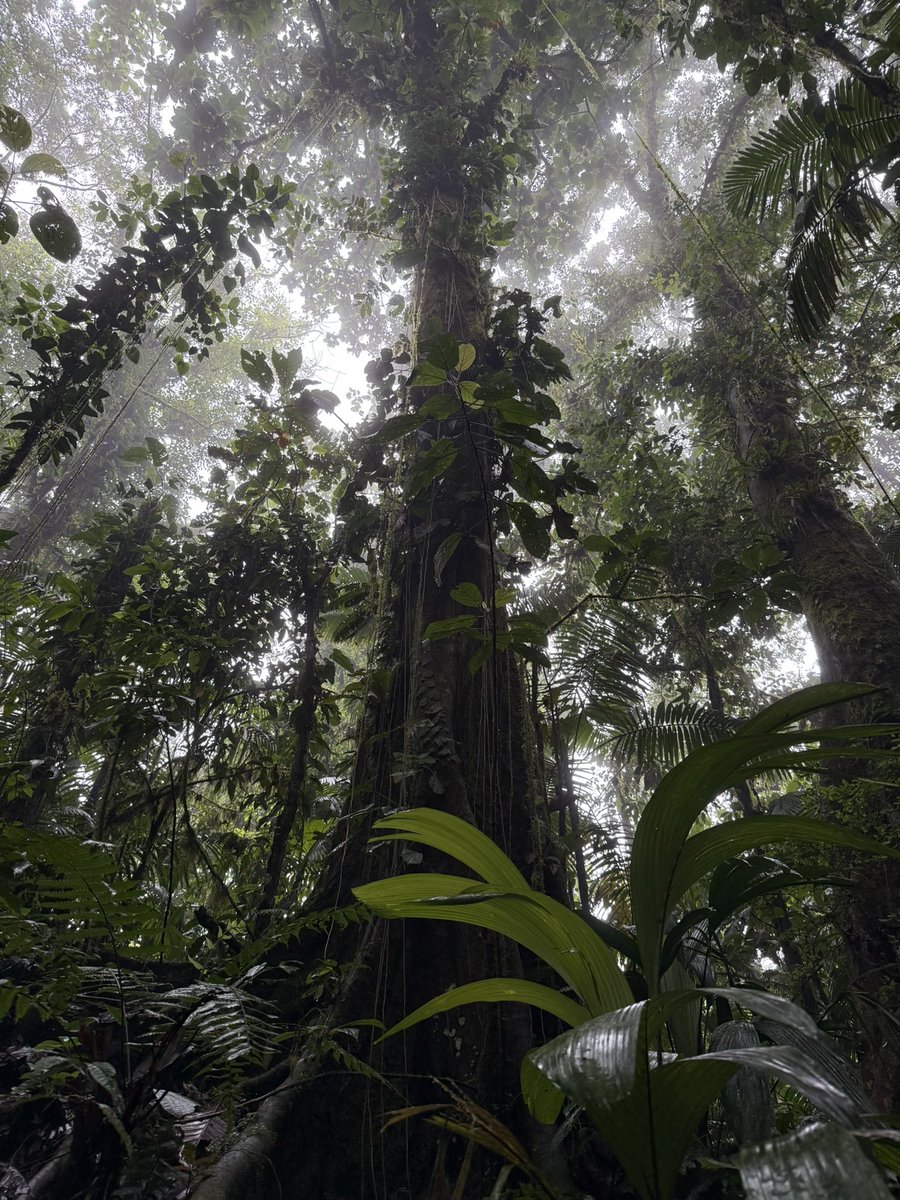 Iron Eagle tweet media