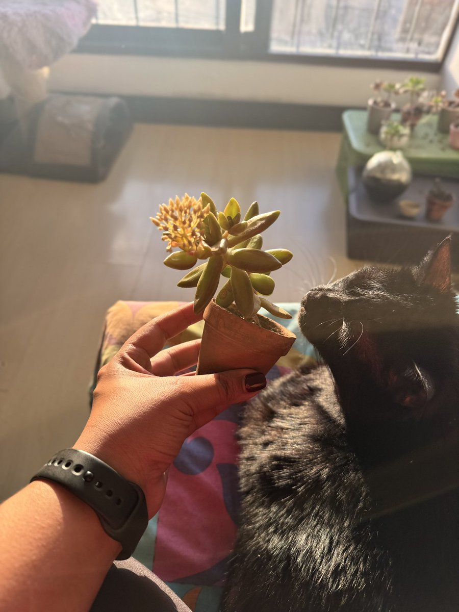 ¿Esto es una flor? Tengo esta suculenta hace como 3 años y nunca le había salido algo así. Me muero.