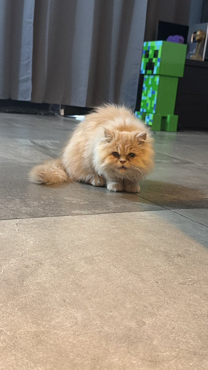 SoyPan 🍞 tweet media