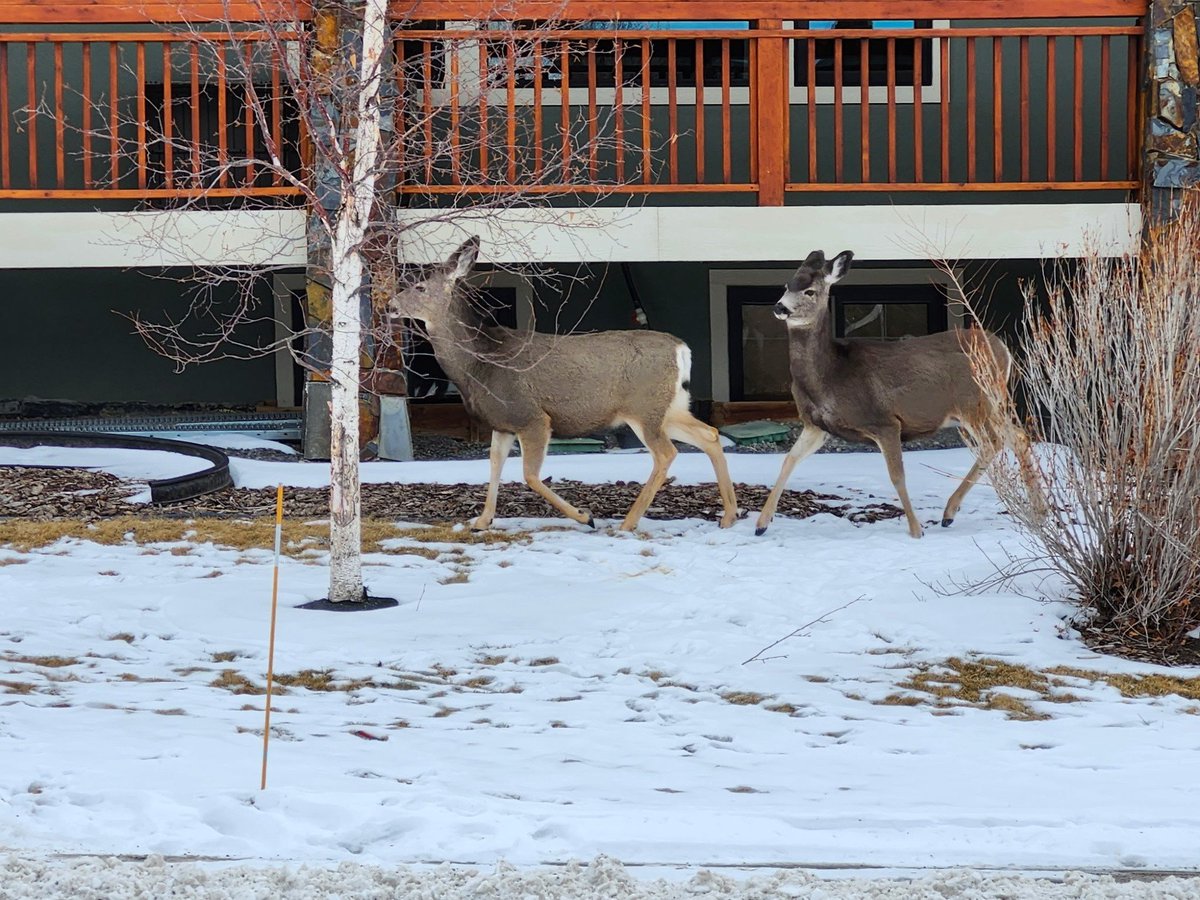 Walking Calgary tweet media