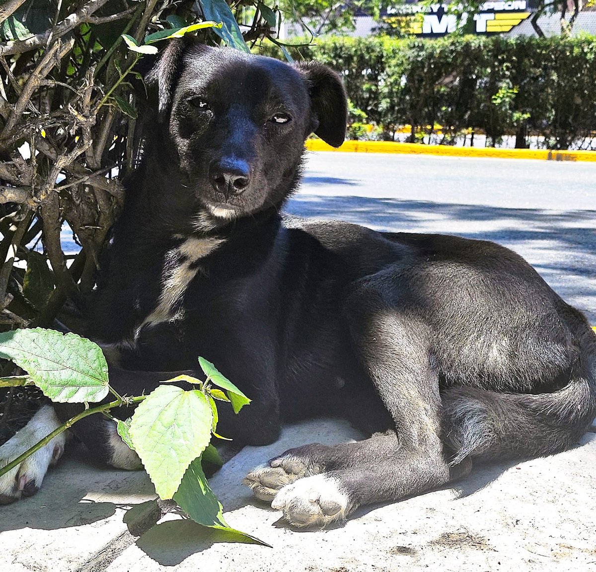 *SE BUSCA A *KIRA*, LA ÚLTIMA VEZ FUE VISTA EL DÍA DE AYER POR LA CUADRA 38 DE LA AV. BRASIL Y HUYÓ HACIA EL JR. JOSÉ GÁLVEZ. DUEÑA MENCIONA QUE NO TRATEN DE ATRAPARLA YA QUE ES BIEN TEMEROSA 
 *999 919 471 SRA LISETH*  QUE INMEDIATO IRA AL LUGAR DONDE SE ENCUENTRE.