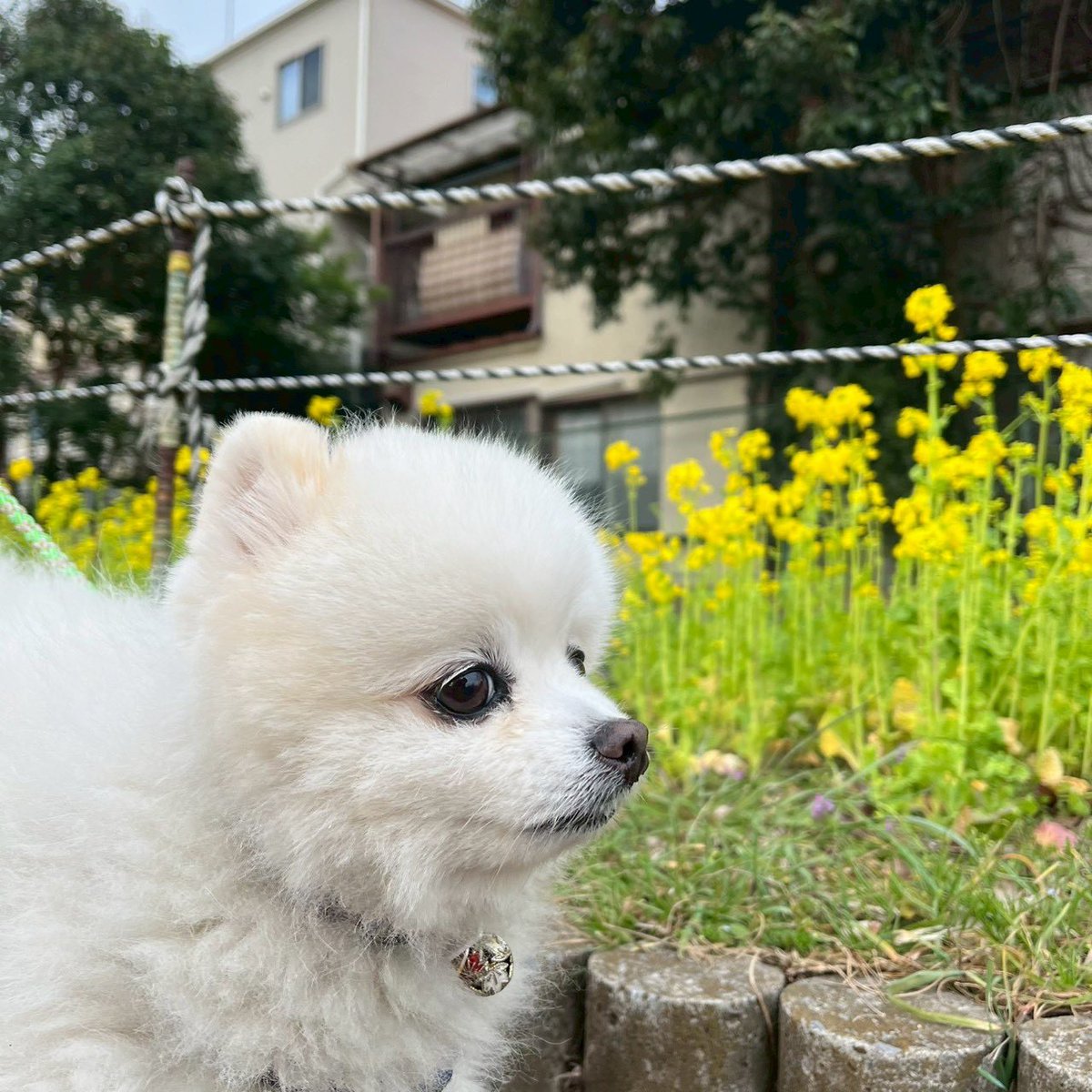 milwoo3's tweet photo. 菜の花  #ポメ https://t.co/VDQAoKaYeP