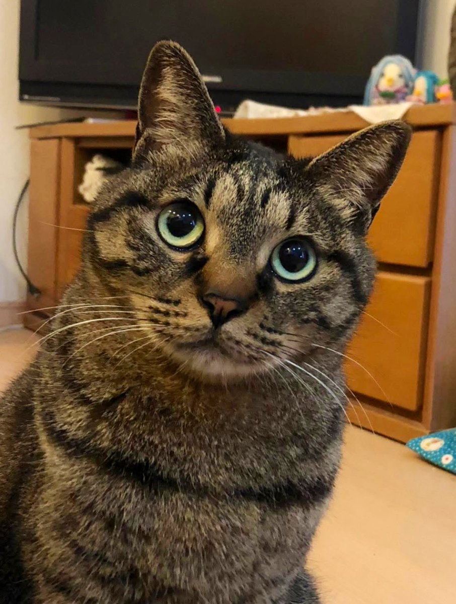 コレは最高の不機嫌www 無茶苦茶かわいい❤