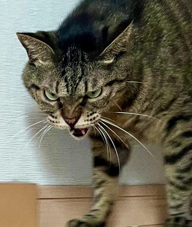 ←上機嫌
　　不機嫌→
