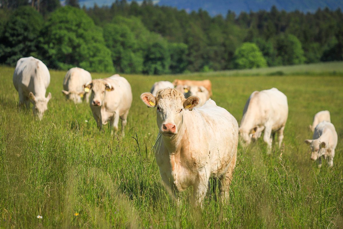 FarmShopAus's tweet photo. Upgrade your livestock handling game with our selection of top-quality cattle prodders. Designed to be humane and effective, our prodders provide just the right amount of stimulation to move your cattle safely and efficiently. 

https://t.co/4nlLU0iVQD https://t.co/Ng8BOKW6mF