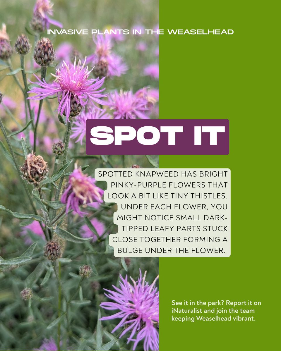 Weaselhead Society tweet media