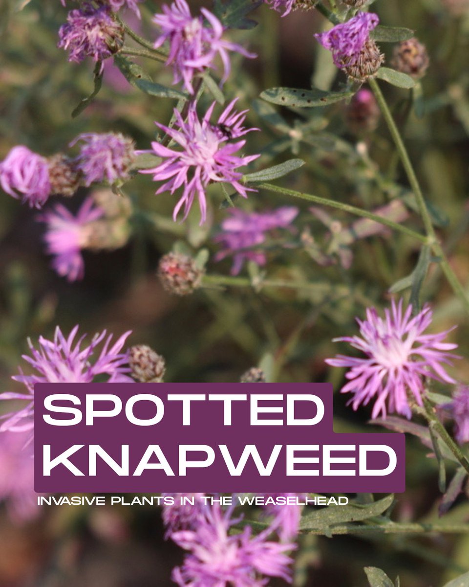 Weaselhead Society tweet media