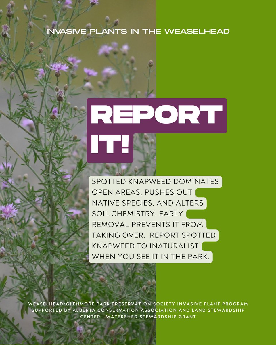 Weaselhead Society tweet media