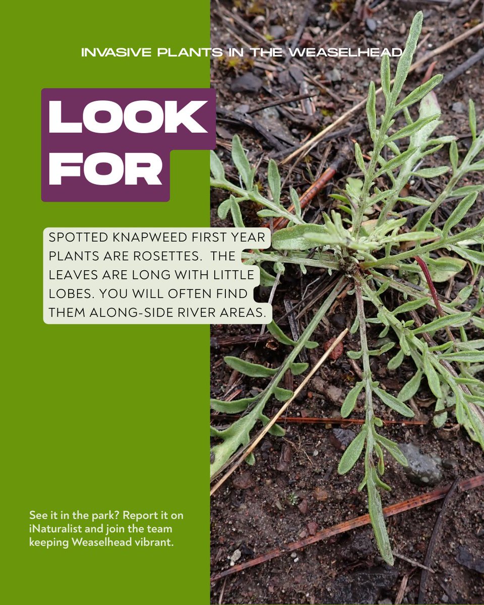 Weaselhead Society tweet media