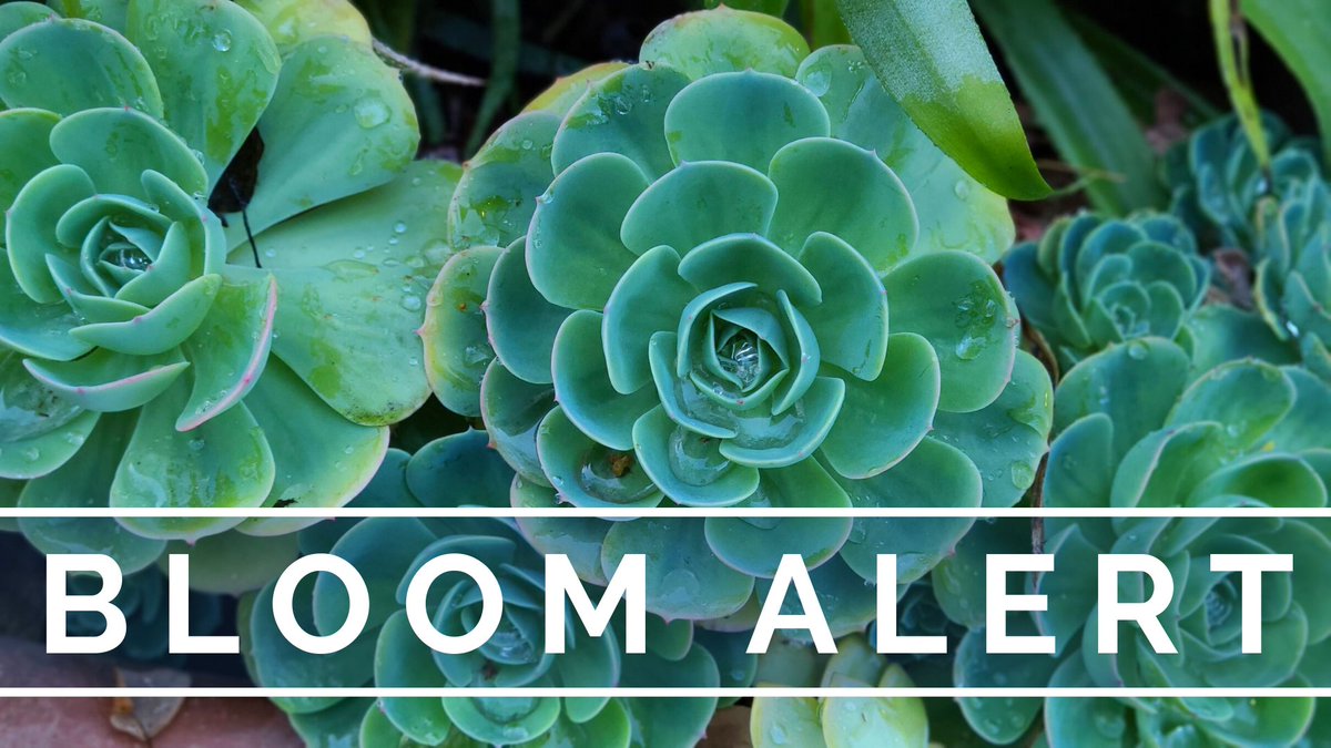 GambleGarden's tweet photo. Bloom Alert: What's on at Gamble - https://t.co/x4iFItTrW8 https://t.co/JmxIdvWhye