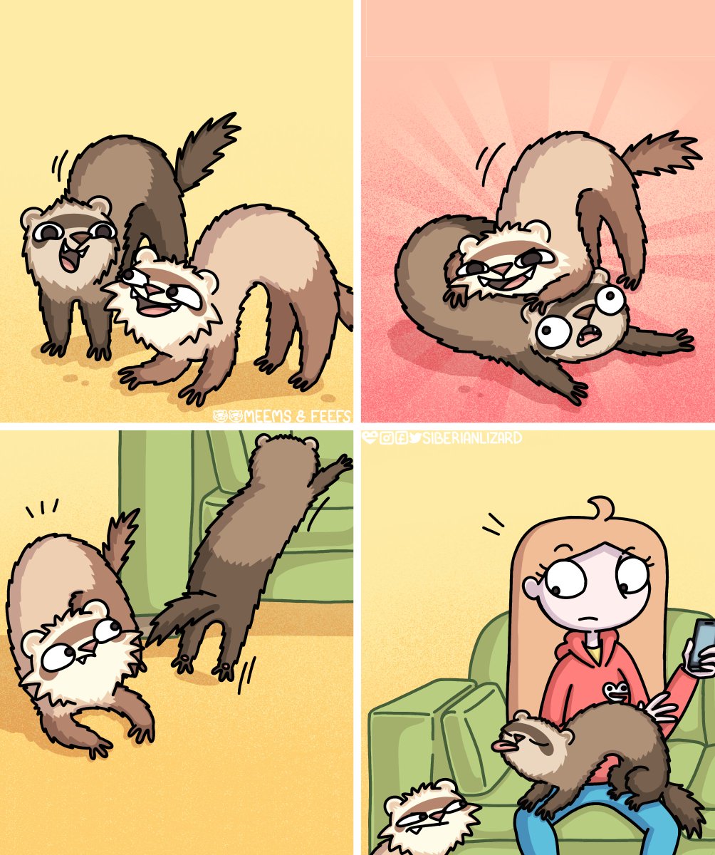 siberianlizard's tweet image. Some of the fine vintage fur noodles from the archives.... Featuring my red hoodie too! It was way easier to colour then, thats for sure. 📷 #ferrets #throwbackthursday #ferretsofinstagram #TBT