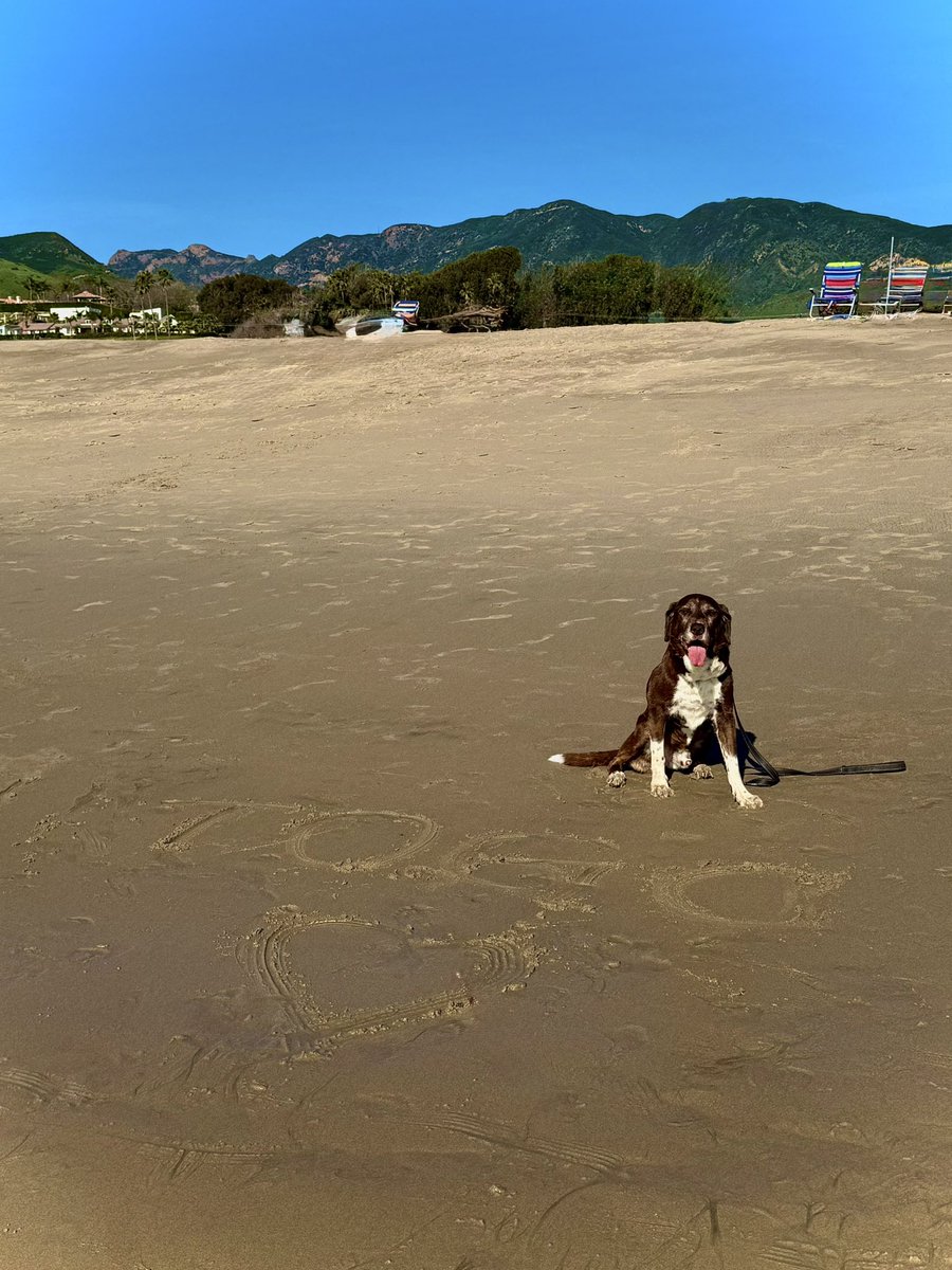 happysinghmusik's tweet image. Today didn’t unfold the way we hoped, and our hearts are breaking. Togo, you were part of our family for 12 incredible years. The memories of your joyful energy and unwavering love will stay with us forever. Your paw prints will always be in our hearts. #alldogsgotoheaven