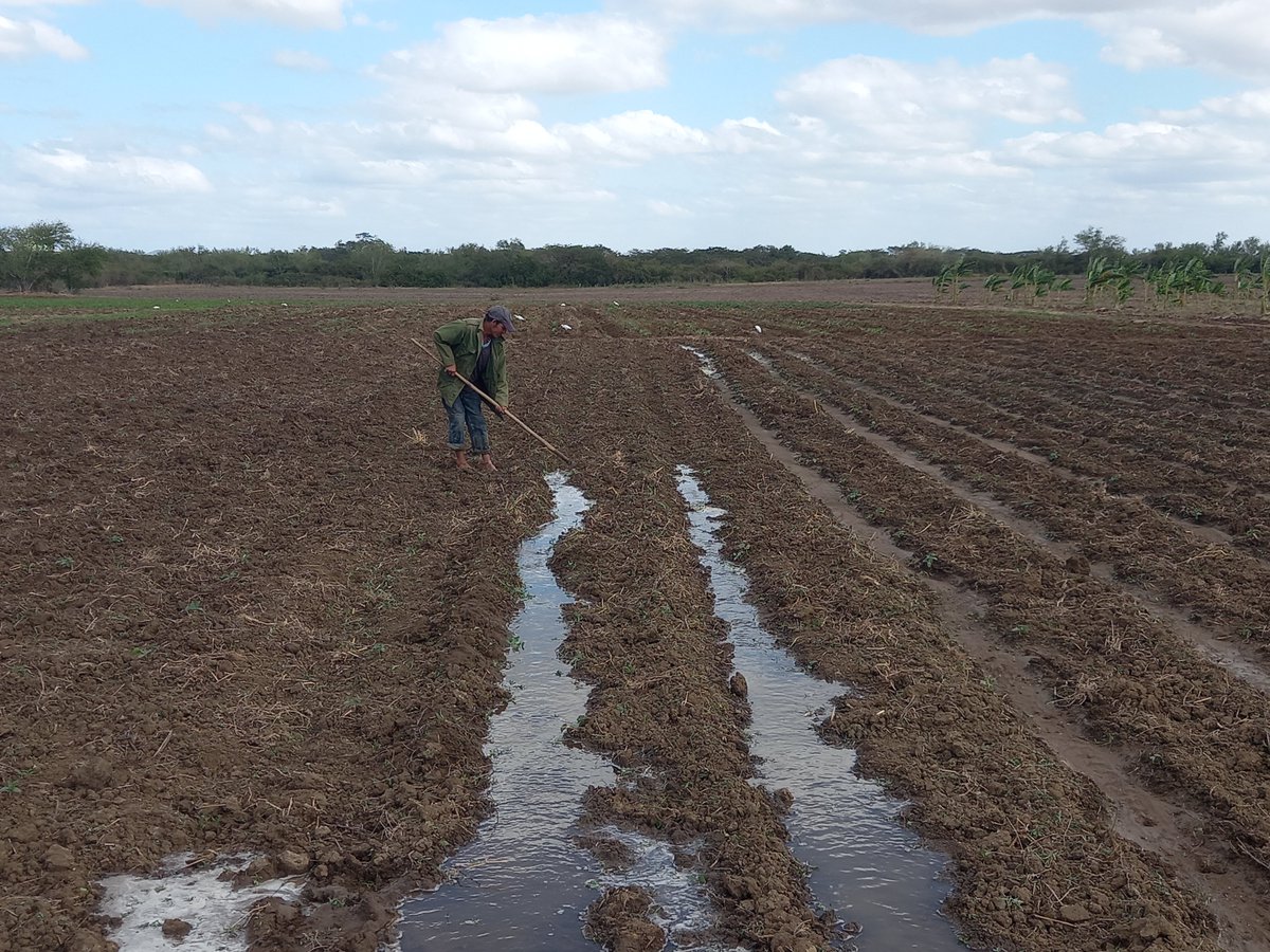 En el polo productivo de Majibacoa se trabaja en la siembra,  la  atención  a los cultivos y la recuperación de infraestructuras #LasTunas #PorLasTunasLaVictoria #SíSePuede #PorUn26EnEl26
