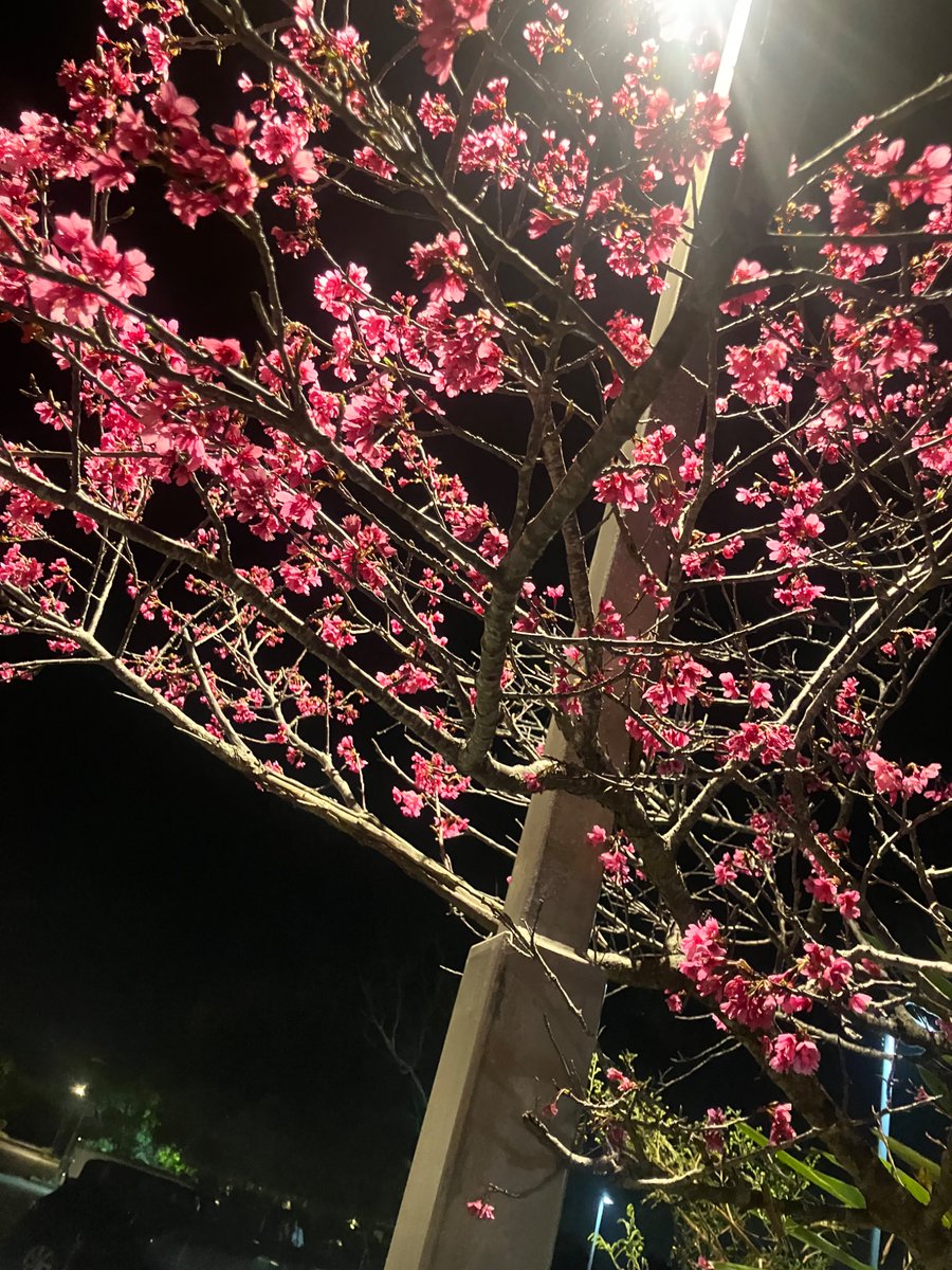 読谷村立図書館にて撮った夜桜。夜もなかなかに混んでいた。