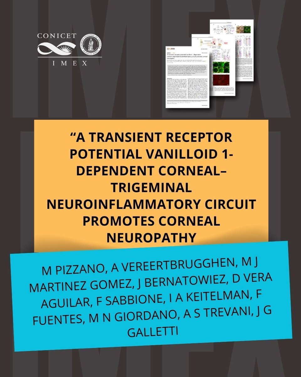 imex_conicetanm's tweet photo. 🔬
¡Nuevo paper del Laboratorio de Inmunidad Innata!

Este estudio revela cómo la activación del canal TRPV1 en la córnea desencadena un circuito neuroinflamatorio con el trigémino, promoviendo neuropatía corneal y dolor ocular en modelos de ojo seco.

👉 https://t.co/Pk5ftZ6L2j https://t.co/Pvg9iYnrAF