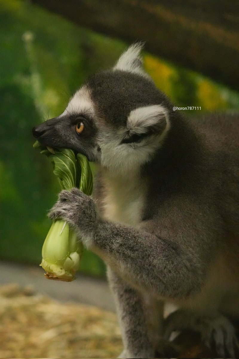 ホロン (@horon787111) / Posts / X