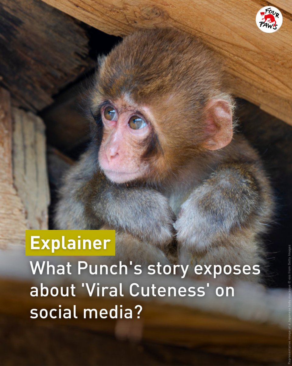 Beyond the Viral Video: The Tragedy of Baby #Punch 🧵

You’ve likely seen the “cute” story of baby Punch, the macaque clinging to a plush toy for comfort. While the images are heart-wrenching, there's a hidden tragedy behind the viral fame that we need to talk about. 1/6

#Panchi