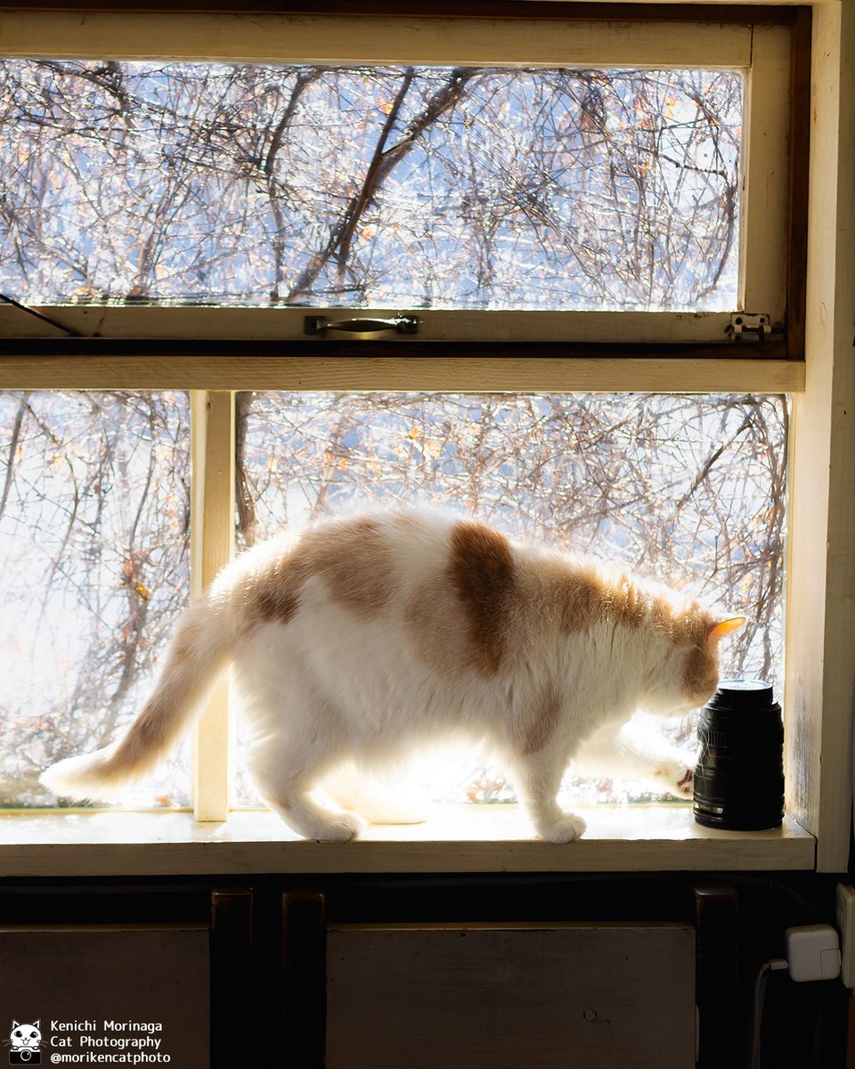 この黒いの(レンズ)が邪魔。落とそうかなと思案中。

#猫
#nekoくらぶ