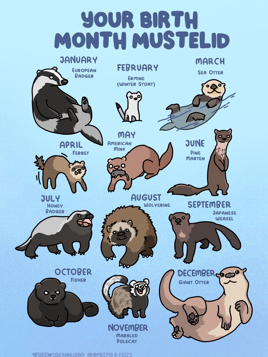 Siberian Lizard 🤍 tweet media