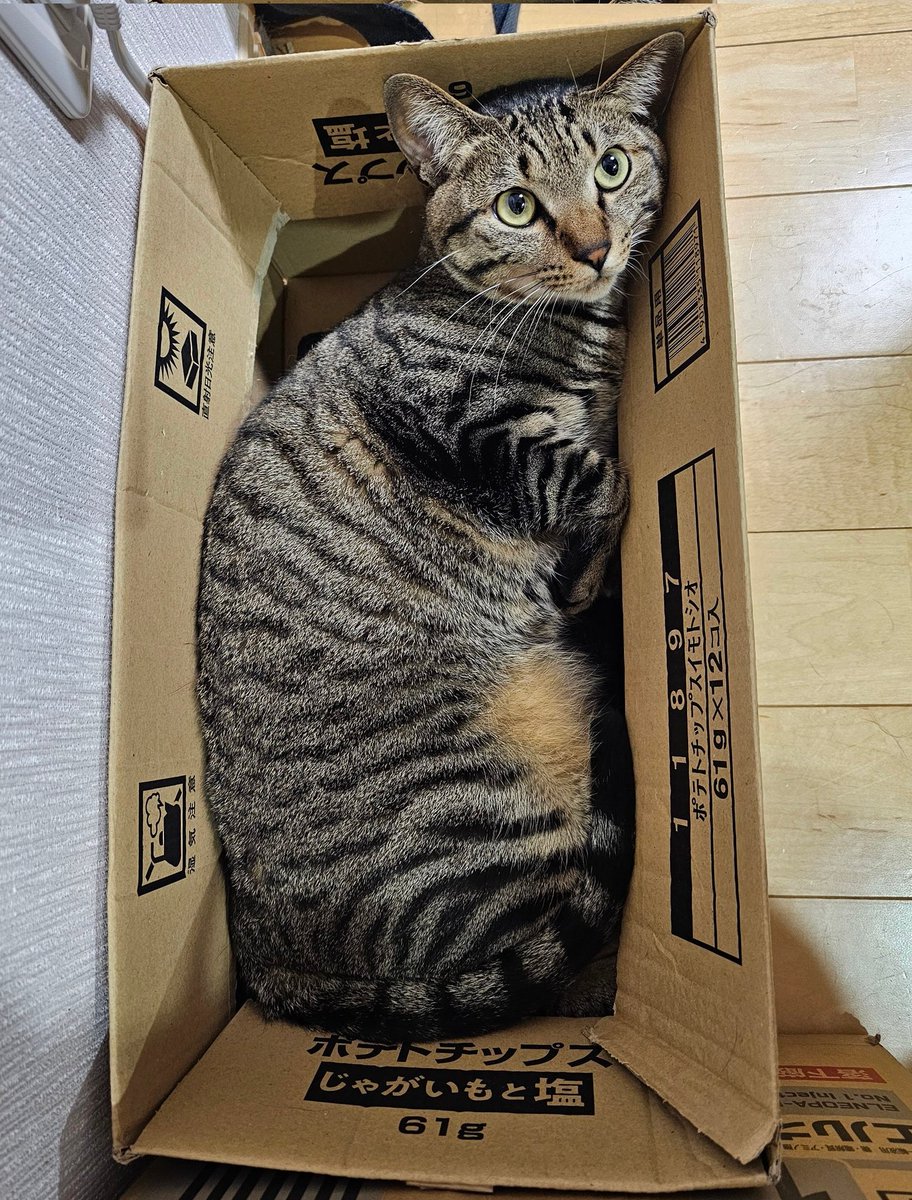 ミカボシ(おおかみ座) tweet media