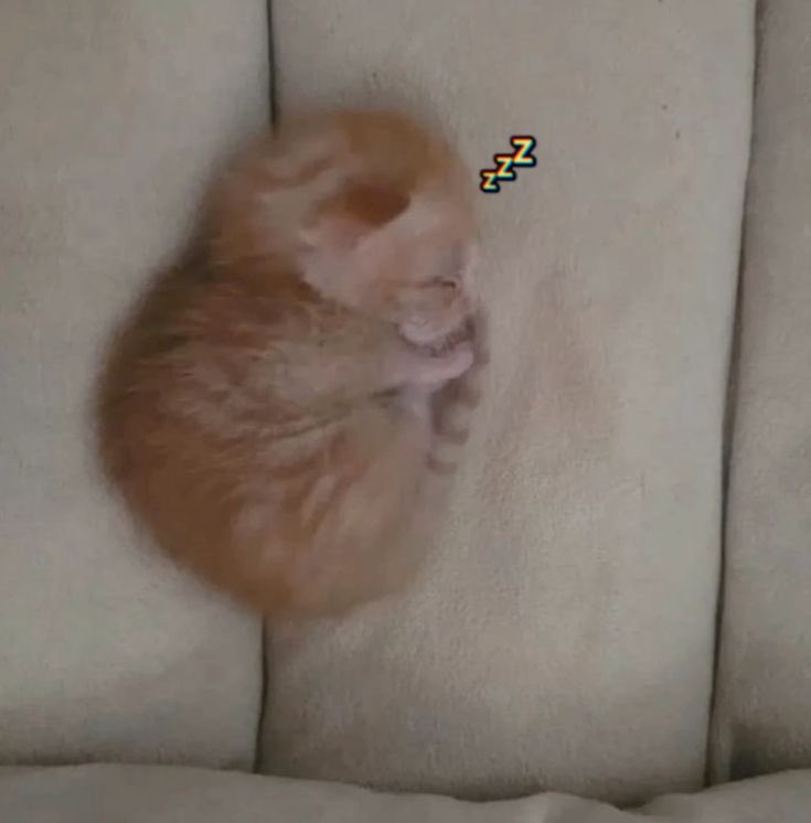 a veces solo hay que dormir bolita y seguir con la vida