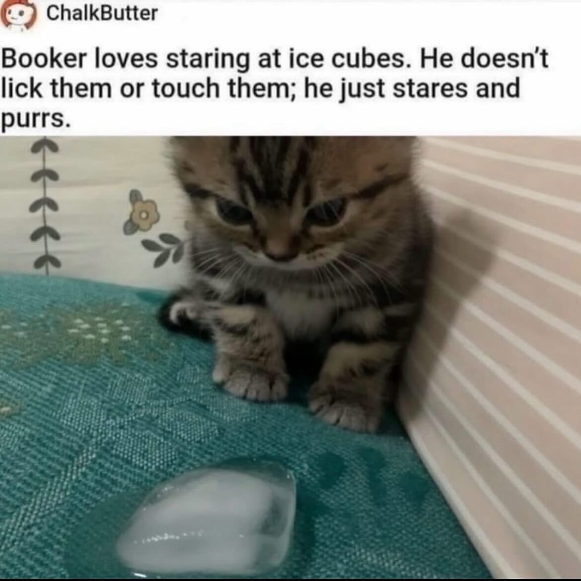 Braindead Bird App tweet media